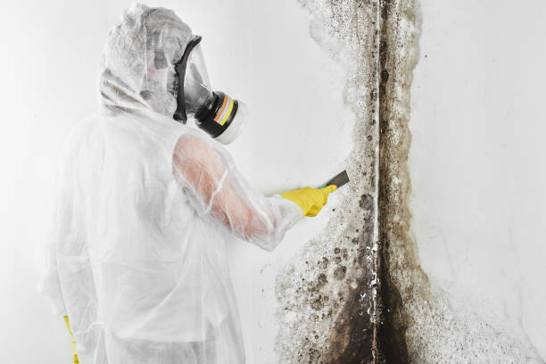 Best Mold Testing  in Burtonsville, MD