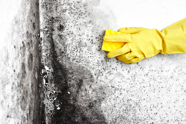 Best Same-Day Mold Removal  in Burtonsville, MD