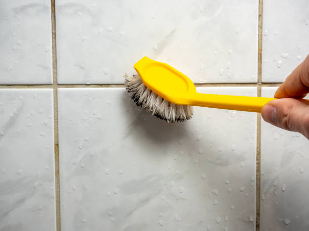 Best Professional Mold Removal  in Burtonsville, MD