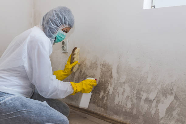 Office Mold Removal Services in Burtonsville, MD