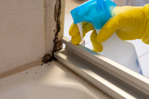 Best Toxic Mold Removal  in Burtonsville, MD