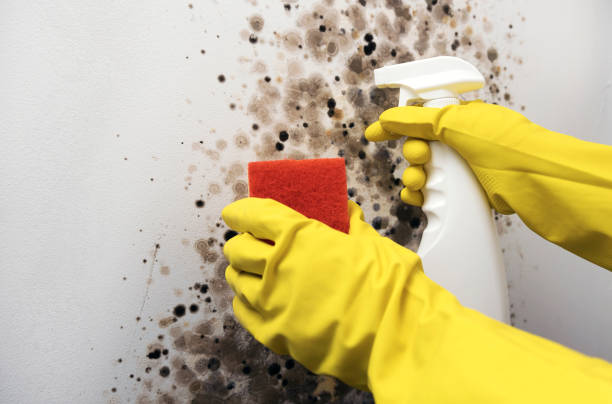 Best Office Mold Removal Services  in Burtonsville, MD