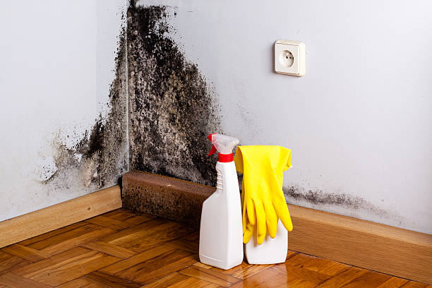 Best Mold Damage Repair  in Burtonsville, MD