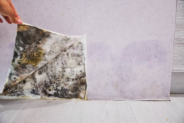 Best Mold Removal Company Near Me  in Burtonsville, MD